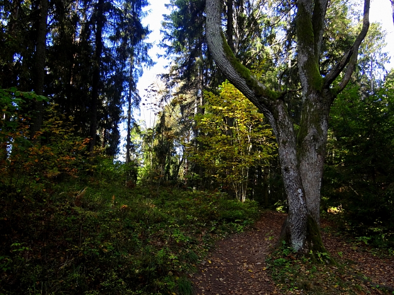 Jersikas pagastā mežā apmaldījies pensionārs

