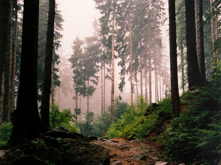 Carnikavas
novadā sieviete traumē kāju un nespēj izkļūt no meža