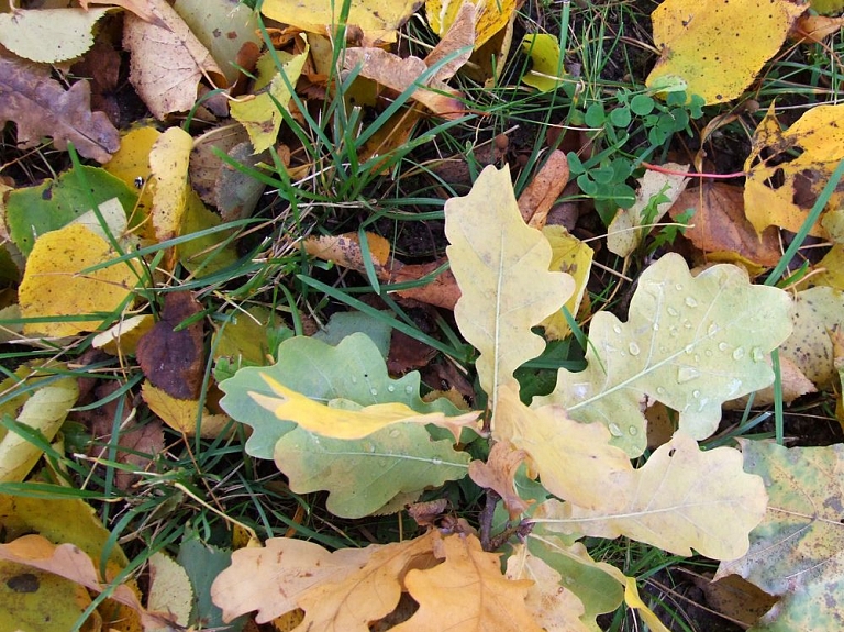 Daugavpilī labots 26 gadus vecs Latvijas siltuma rekords