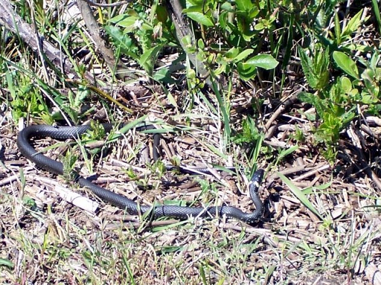 Latgalē vīrietis nonāk slimnīcā pēc čūskas koduma
