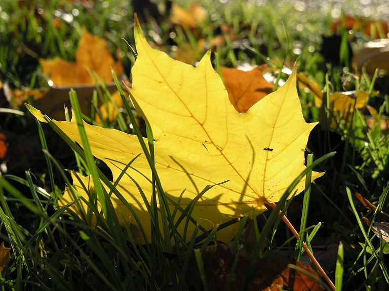 Valmierā uzsāk rudens lapu bezmaksas pieņemšanas akciju