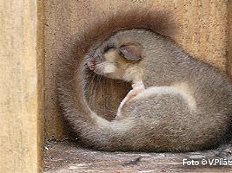 Daugavpils novadā notiks seminārs par meža susuru sugas aizsardzības plāna izstrādi

