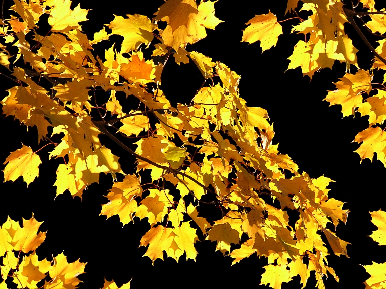 Vaidavā notiks Rudens tirdziņš