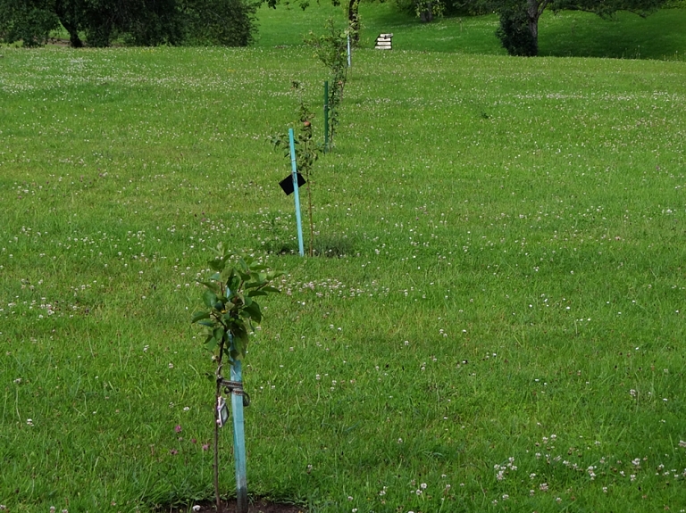 Pārgaujas novada pašvaldība izsolīs 80 augošus kokus

