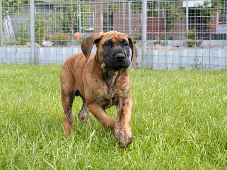 Rīgas reģionā 13 gadus vecu puiku kaimiņu suns sakodis kājā


