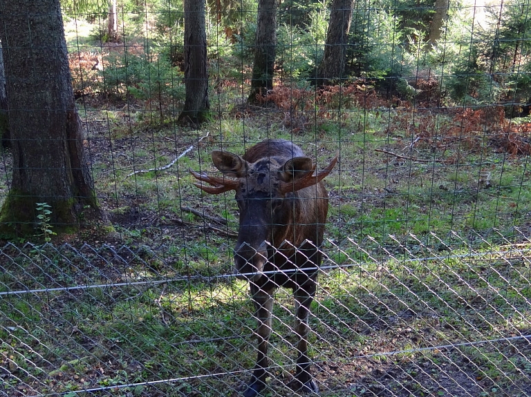 Nedēļas nogalē aicinām uz Līgatnes dabu taku 40. gadu noslēguma pasākumu

