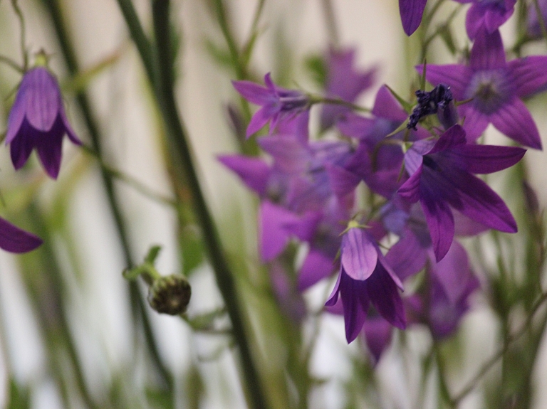 Ciblas novads sveic Jevgeņiju Kivrānu 90 gadu jubilejā