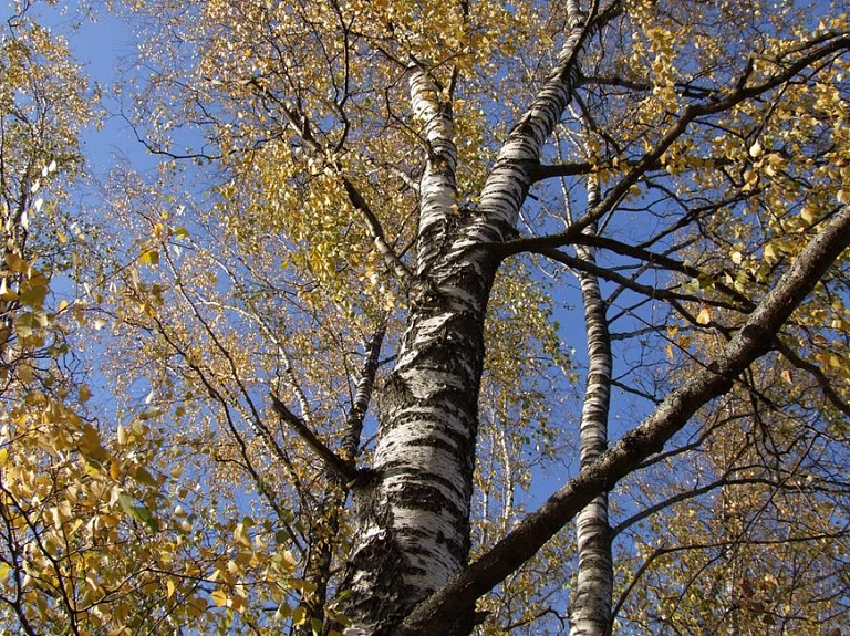 Rīgā notiks dabas vērošanas konkurss "Rādi klasi! ... kopā ar bērzu"