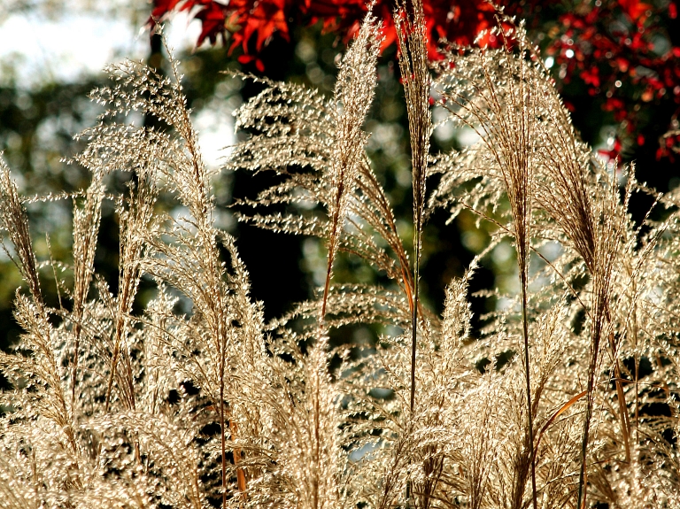 Šonedēļ bieži spīdēs saule un maksimālā gaisa temperatūra būs ap plus 10 grādiem
