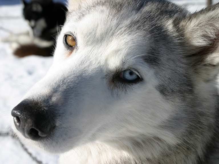 Carnikavā notiks kamanu suņu sporta čempionāts "Baltijas kauss 2015"

