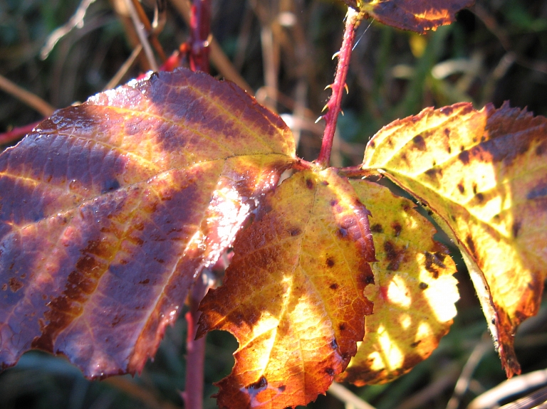 Daugavpilī gaisa temperatūra pazeminājusies līdz mīnus 6,4 grādiem 