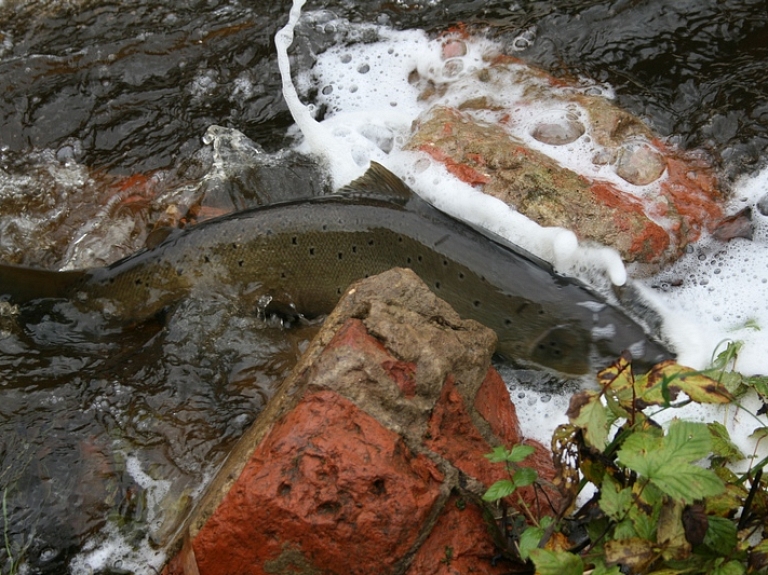 Aicina ziņot par maluzvejniekiem Gaujā

