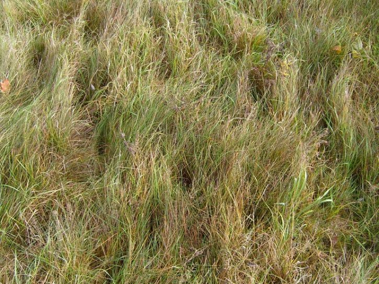 Carnikavas novada iedzīvotājus aicina sakopt savus īpašumus 