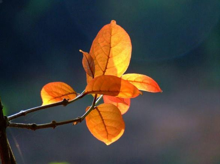 Jelgavā aizliegts dedzināt rudens lapas

