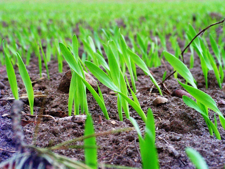 Ādažos diskutēs par graudu kooperatīvu darbības efektivitāti

