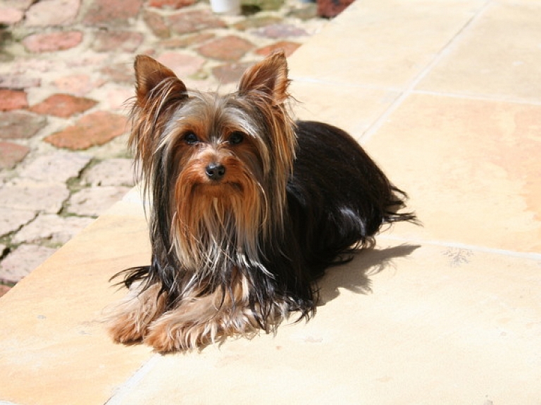 Izsolīs Mārupē atrastos Jorkšīras terjerus