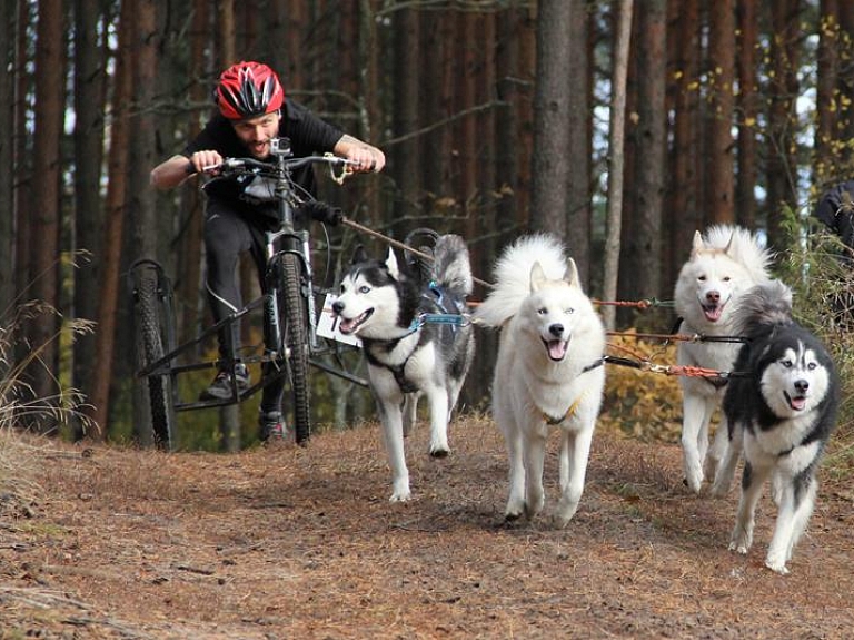 Carnikaviešiem labi rezultāti kamanu suņu sporta čempionātā