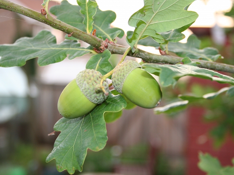Rugāju novadā atklās sabiedrisko akciju "Simtozolu meži simtgadu Latvijai"

