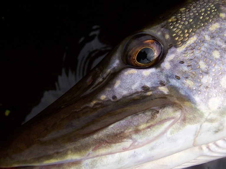 Viesītes ezerā atjaunoti zivju krājumi 
