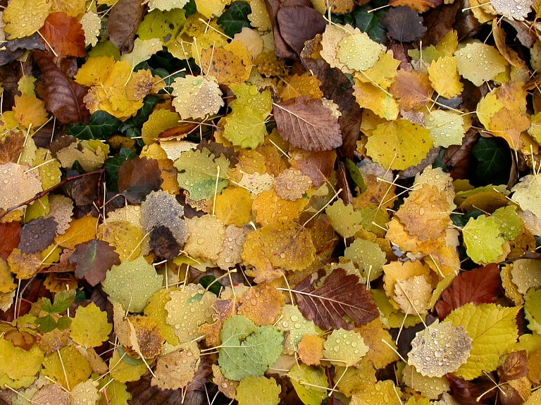 Latgalē dienas vidū gaisa temperatūra saglabājusies 9 grādu robežās  