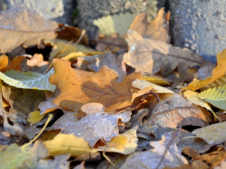 Carnikavas novada iedzīvotājus aicina sakopt savus īpašumus