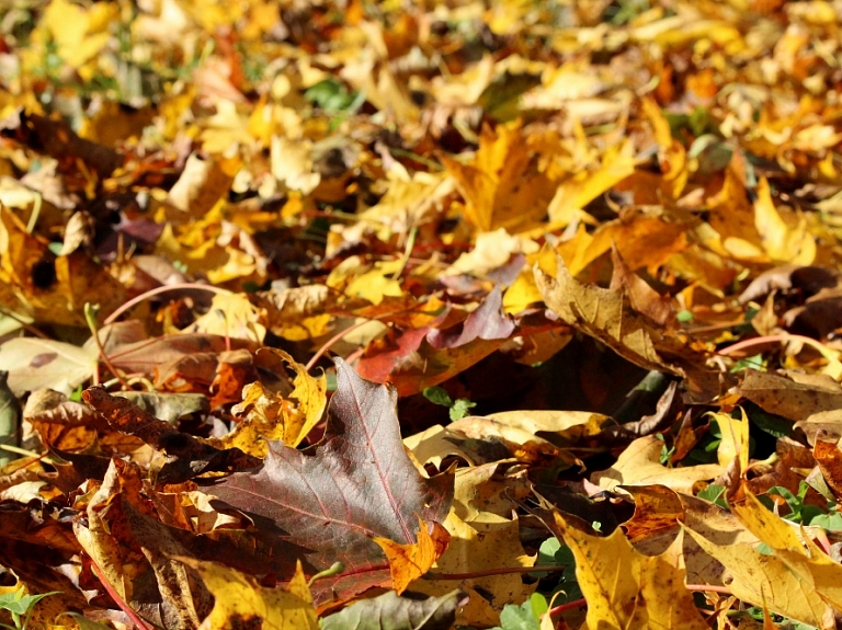 Ventspils Bērnu pilsētiņās atklās rudens noslēpumus

