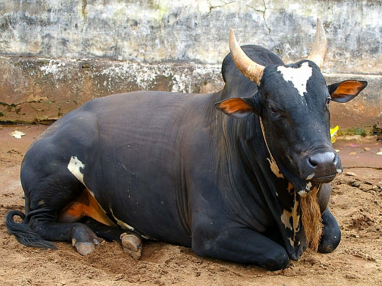 Latgalē vīrieti pamatīgi sabada bullis un viņš nonāk slimnīcā

