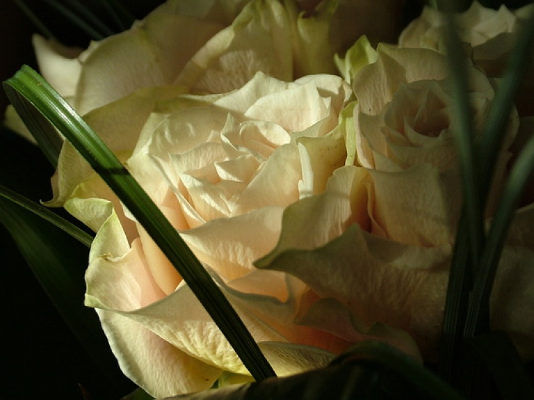 Noskaidroti Ādažu novada domes apbalvojuma saņēmēji

