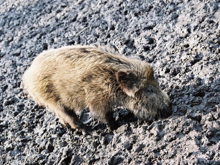 Balvu novadā reģistrēts Āfrikas cūku mēra saslimšanas gadījums

