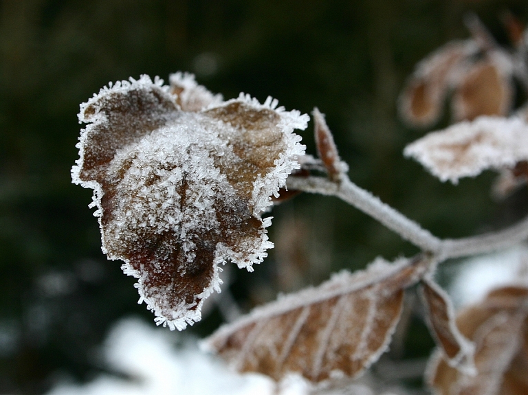 Ceturtdienas rītā Zemgalē gaisa temperatūra pazeminājusies līdz mīnus četriem grādiem