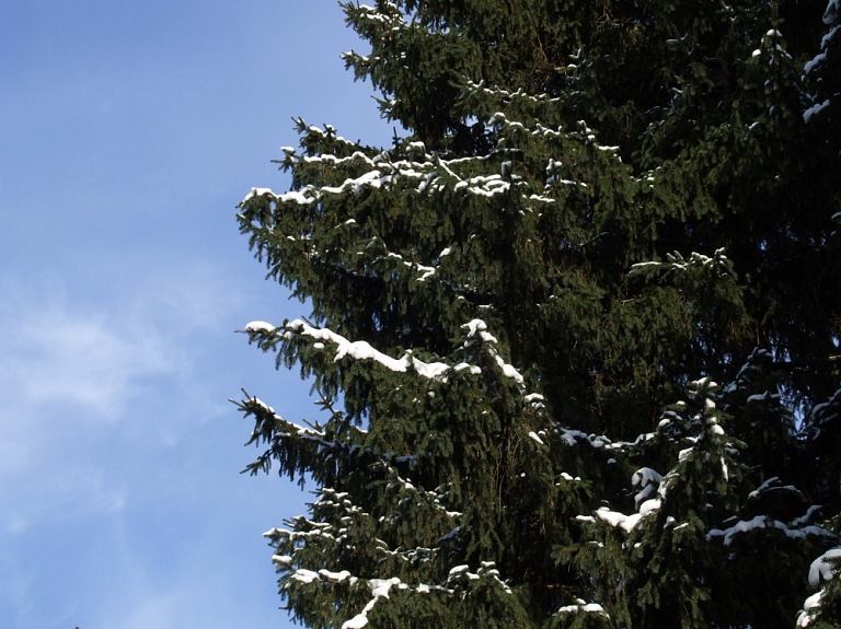 Daugavpils novadā notiek sabiedriskā apspriešana par egles nociršanu

