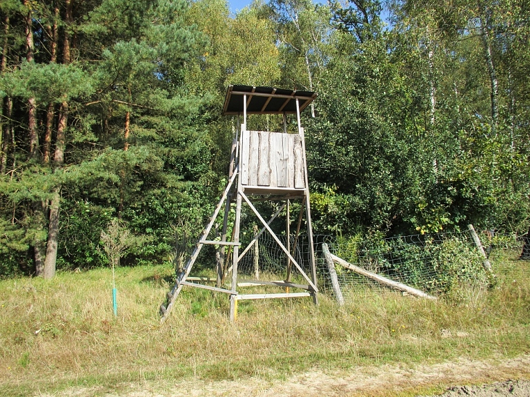 Sākusies jaunā lūšu medību sezona; Kurzemes limits - 15 lūši