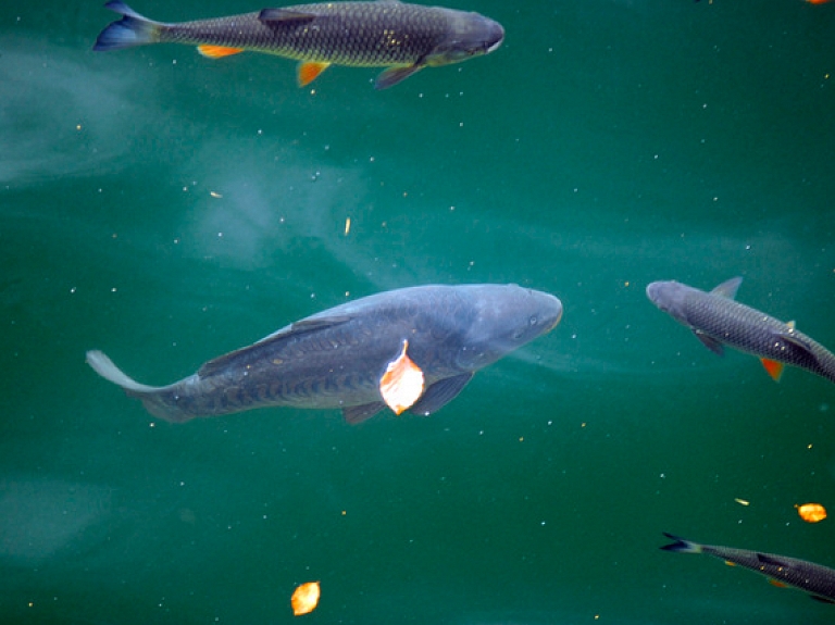 Zivju resursu aizsardzības un atjaunošanas pasākumi Saulkrastu novadā 2015.gadā