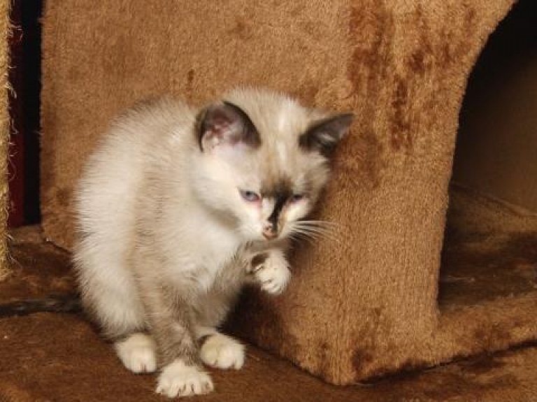 Daugavpils muzejs aicina palīdzēt dzīvnieku patversmei

