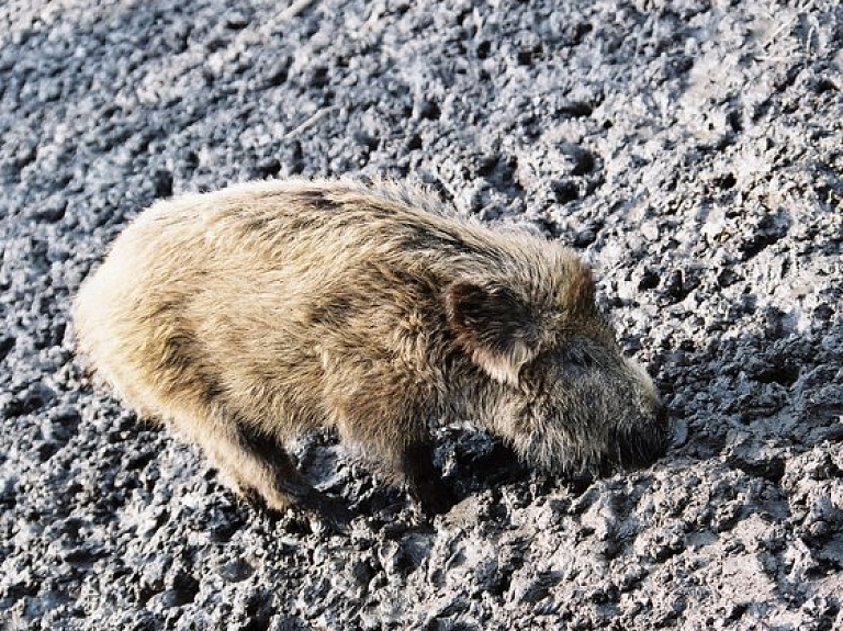 Zosēnu pagastā konstatē jaunu ĀCM saslimšanas gadījumu