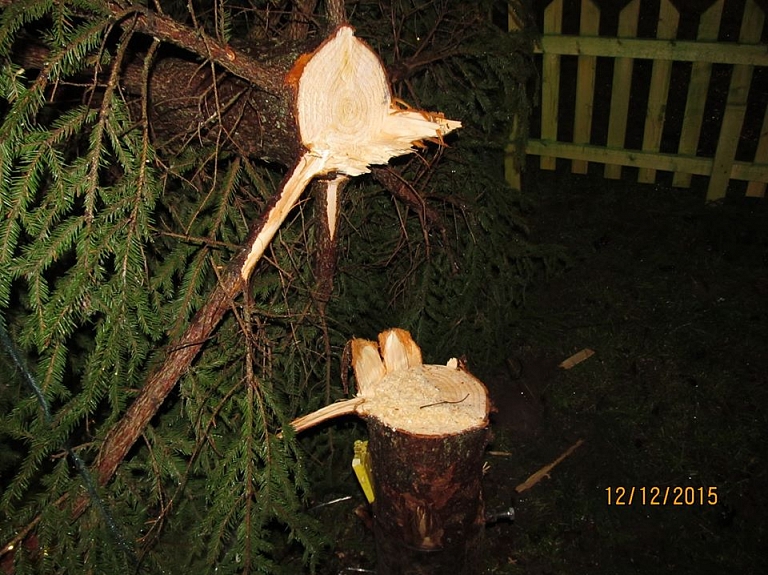Mazsalacā ļaundaris nozadzis Ziemassvētkus, nozāģējot lielo egli