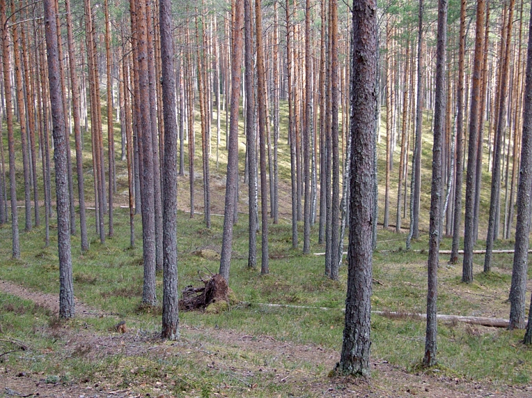 Šogad par nemedījamo sugu nodarīto kaitējumu kompensācijas apmērs ir 180 209 eiro