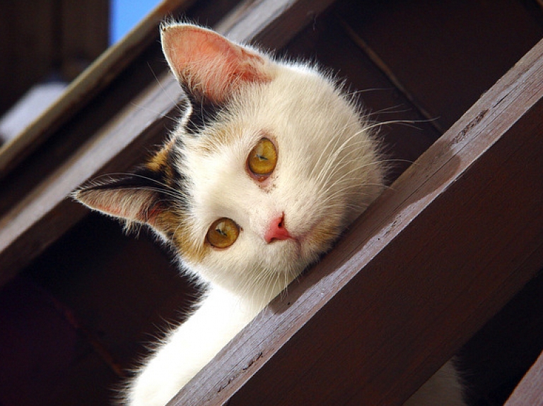 Daugavpilī atbrīvots ēkas ventilācijas restē iesprūdis kaķis