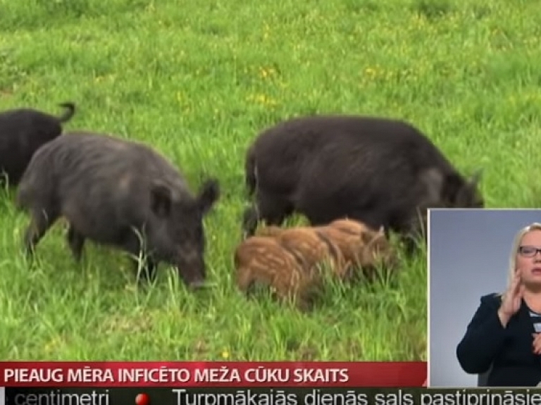 Pieaug mēra inficēto meža cūku skaits