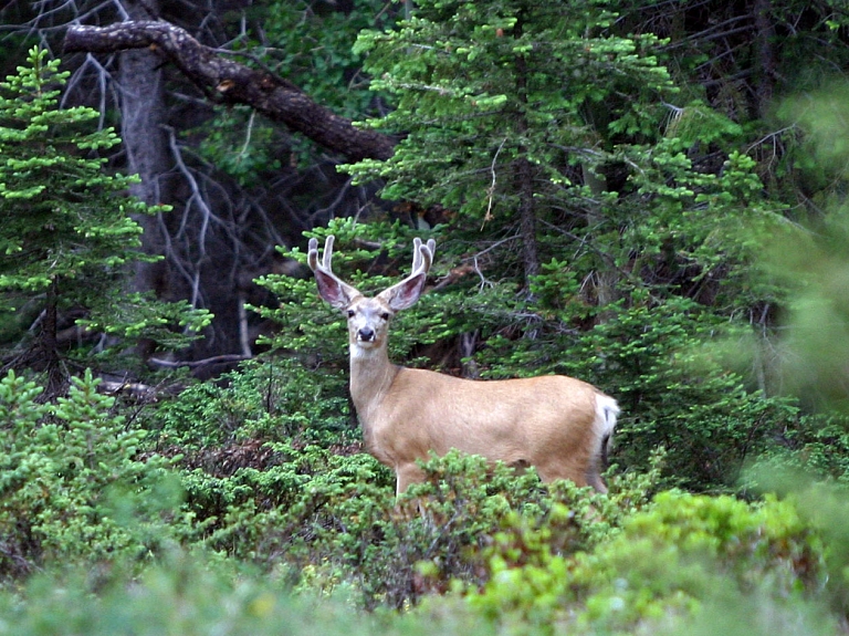 Dagdā notiks medību trofeju vērtēšana


