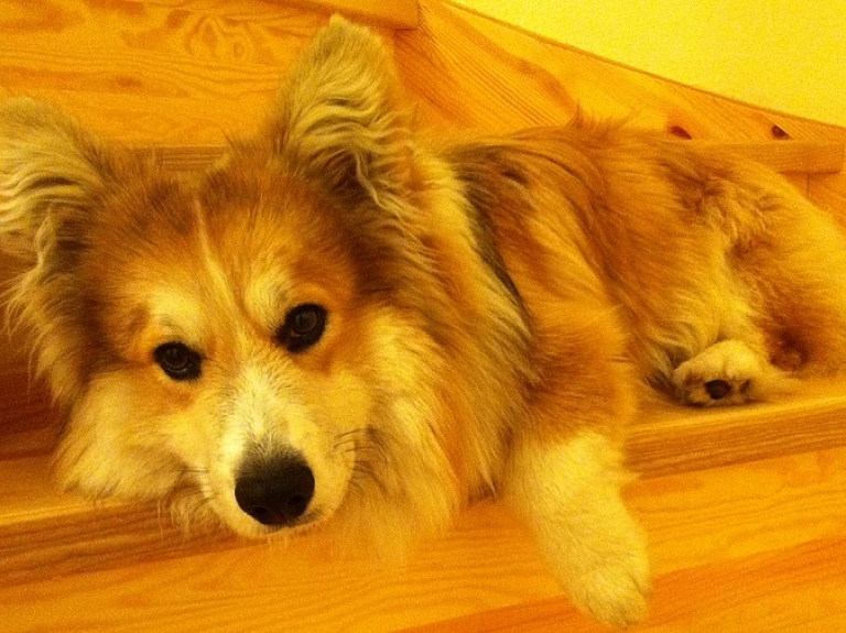 Saimnieki meklē Jūrmalā pazudušo sunīti

