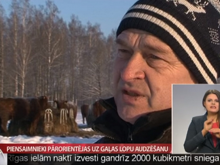 Piensaimnieki pārorientējas uz gaļas lopu audzēšanu

