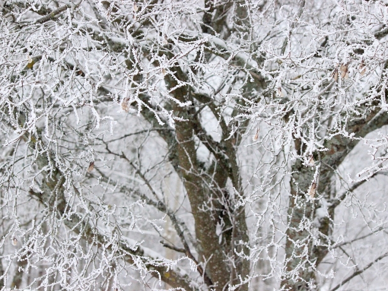 Dabas vērotājs no Viļakas: Novērojumi dabā liecinot par garu ziemu