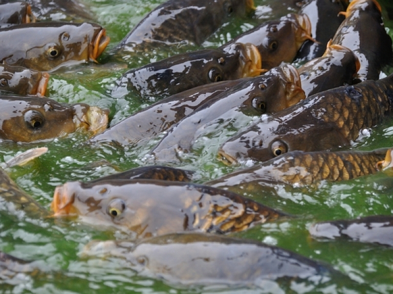 Eksperts: Ražošana akvakultūrā Latvijā novecojusi un neefektīva