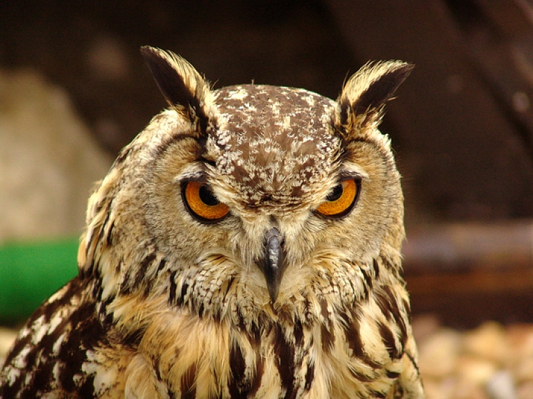 Balvos organizē kursus mednieka un medību vadītāja apliecības iegūšanai

