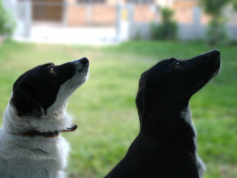 Veterinārārsti aicina "Tukuma straumi" veidot suņu kontrolgrupu barības kvalitātes testēšanai

