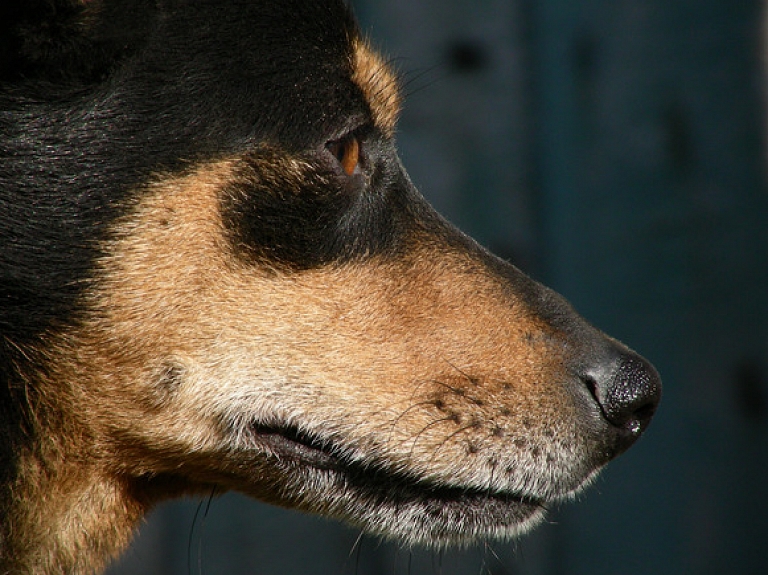 Latvijas Veterinārārstu biedrība un ražotājs vienojas par koordinētu rīcību suņu saslimstības turpmākā pētīšanā

