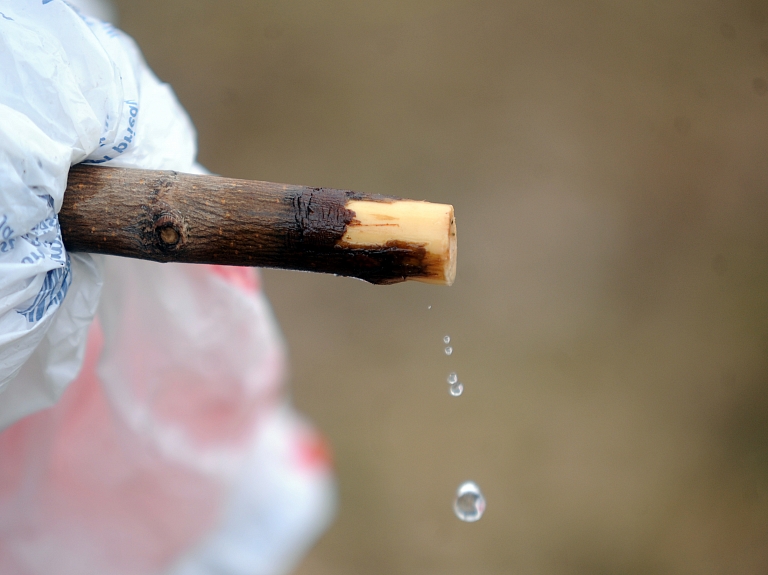 Rīgā sāk tirgot pirmās kļavu sulas