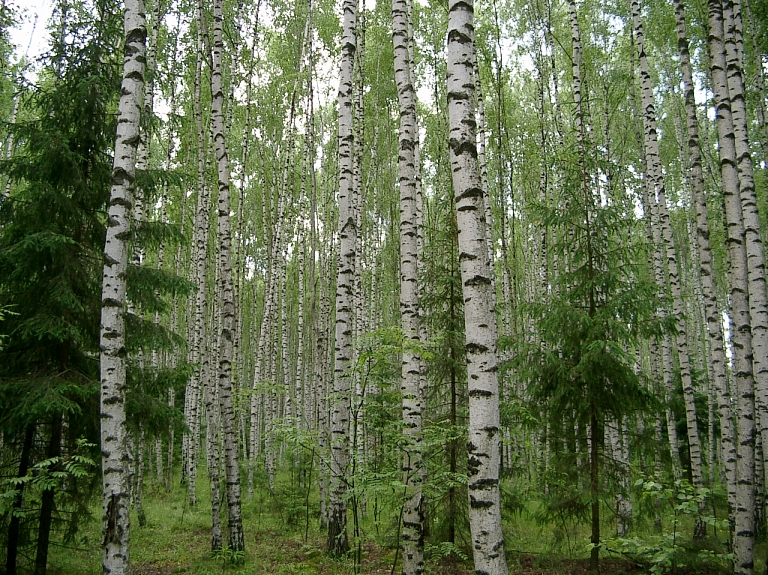 Meži – ieguldījums nākotnei

