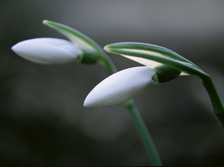 Jūrmalā uzziedējušas pirmās sniegpulkstenītes


